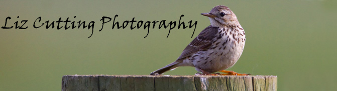 Liz Cutting Photography